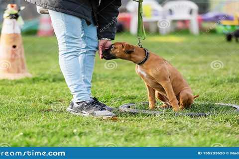 Tips For Training Boxer Puppies