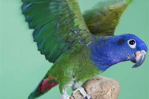 Blue Capped Pionus ~ Under Appreciated Parrots