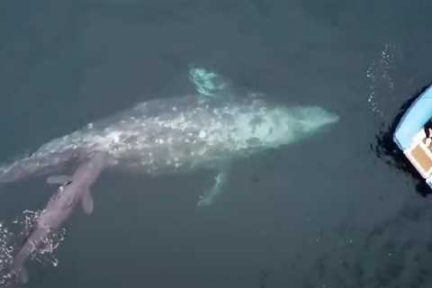 Awe-Struck Whale Watchers Witness Once-In-A-Lifetime Miracle Event