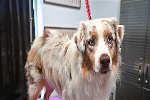 Should Australian Shepherds Be Groomed for Summer?