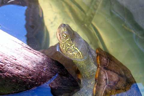 Herp Photo of the Day: Turtle