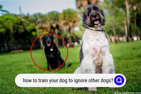 How to Train Your Dog to Ignore Other Dogs on a Walk