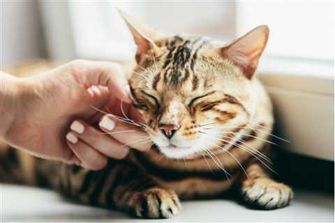 Clicker Training For Cats