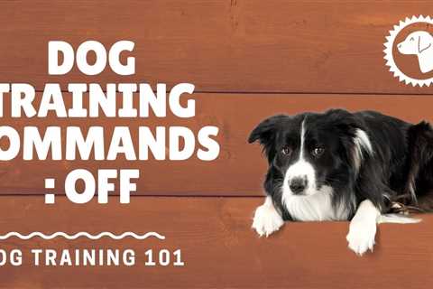 Dog Training Commands You Can Use to Teach Your Dog New Tricks and Skills