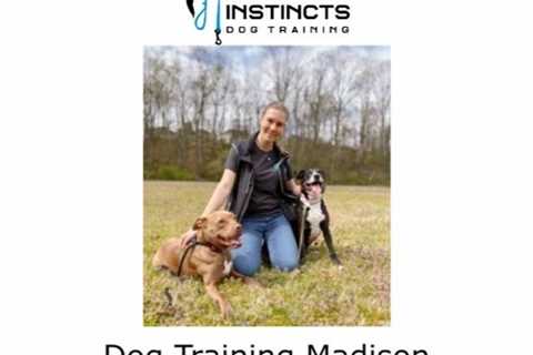 Dog Training Madison County, Alabama