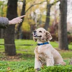 Common Mistakes Of First-Time Dog Owners