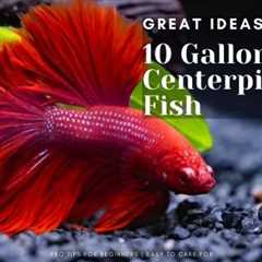 Top Centerpiece Fish For 10 Gallon Tank (Small Sized Ideas)