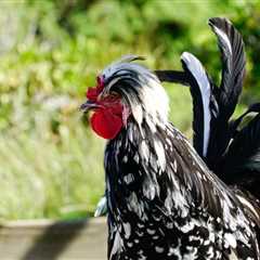 Houdan Chicken Breed: Everything You Need to Know