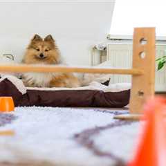 Indoor Activities for Dogs