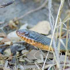 Herp Photo of the Day: Water Snake