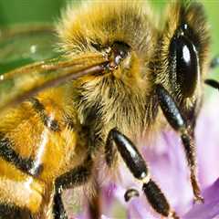 Common Diseases and Pests Affecting Bees in Sacramento, CA