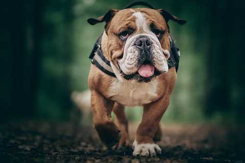 The 13 Best Dog Food Toppers for Bulldogs