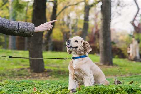 Common Mistakes Of First-Time Dog Owners