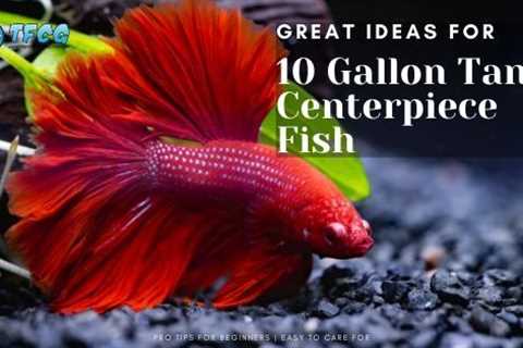 Top Centerpiece Fish For 10 Gallon Tank (Small Sized Ideas)