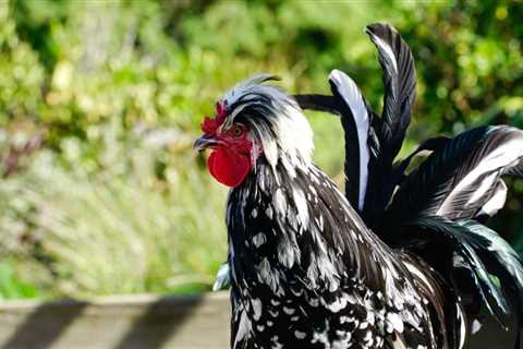 Houdan Chicken Breed: Everything You Need to Know