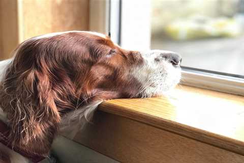 Warning Signs of Dog Depression