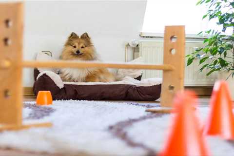 Indoor Activities for Dogs