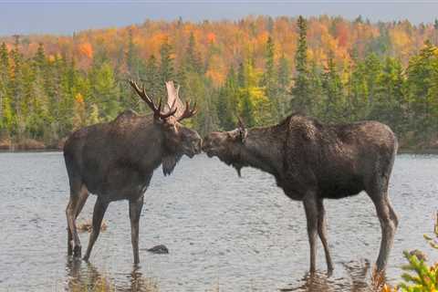 Exploring Educational Materials Used in Canadian Wildlife Campaigns