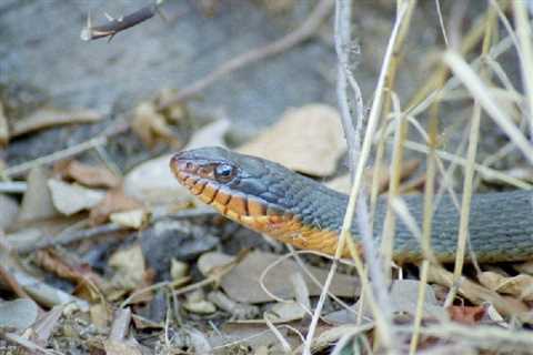 Herp Photo of the Day: Water Snake