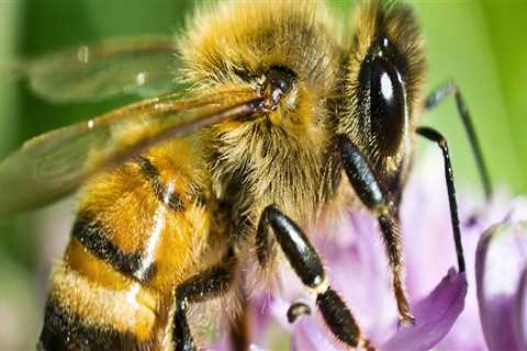 Common Diseases and Pests Affecting Bees in Sacramento, CA