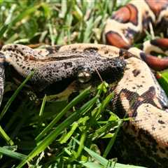 Herp Photo of the Day: Boa