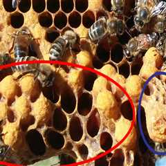 Beekeeping Services in Sacramento, CA - Get the Best Bee Removal Service