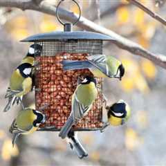 The 10 Best Bird Feeder of 2023 (Product Review)