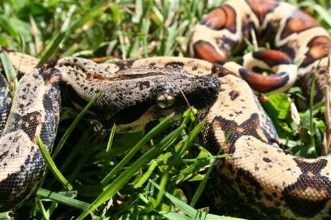 Herp Photo of the Day: Boa