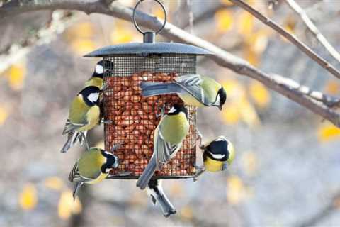 The 10 Best Bird Feeder of 2023 (Product Review)