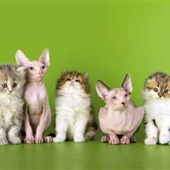 Short Hair, Long Hair, and Hairless Cats: Pros & Cons of Each
