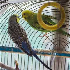 My Budgies Were Never Exposed to Bird Toys by the Breeder, Now What?