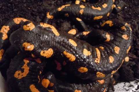 Herp Photo of the Day: Salamander