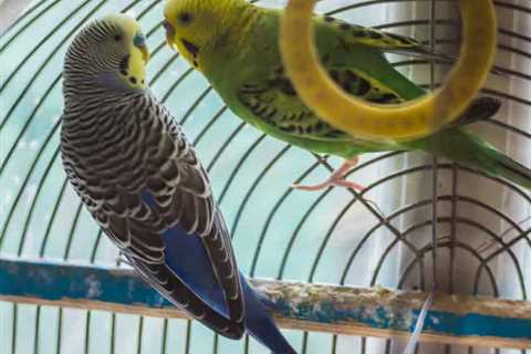 My Budgies Were Never Exposed to Bird Toys by the Breeder, Now What?