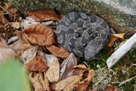 Herp Photo of the Day: Happy Rattlesnake Friday!