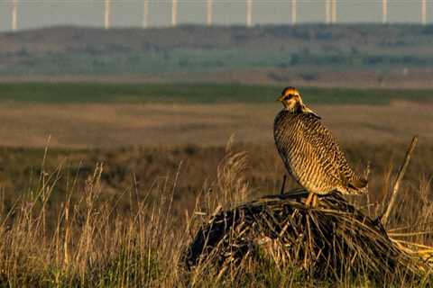 Conservation Efforts for Wildlife in Lubbock, Texas: A Comprehensive Guide