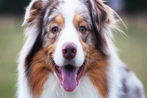 The Intelligent and Loyal Australian Shepherd: A Comprehensive Guide