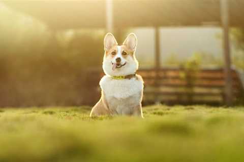 5 Ways Your Overweight Corgi Can Trim Off the Flubber