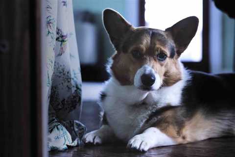 Are Corgis Good For Your Apartment? Here are 8 Things That You Need to Know