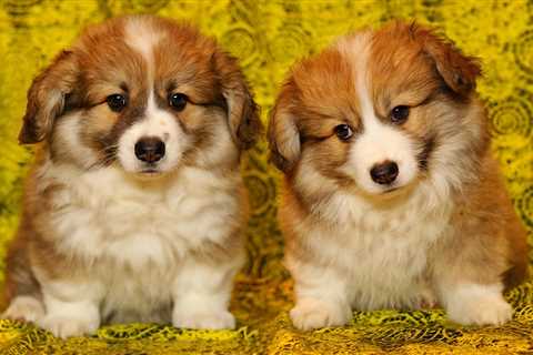 50 Most Popular and Adorable Corgi Puppy Names