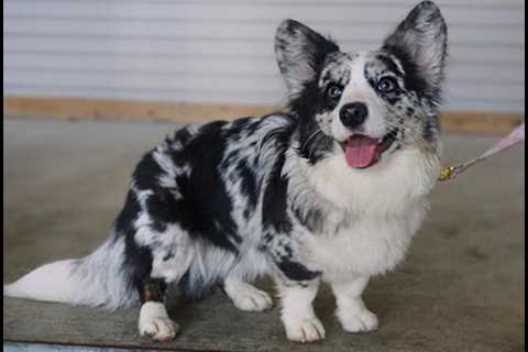 Blue Eyed Corgis That Will Make You Do a Double Take