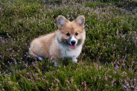 6 Things To Do Before You Start Potty Training Your Corgi