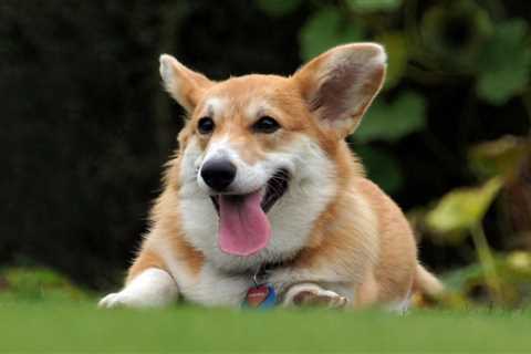 Pembroke Welsh Corgi Dog Breed – Facts and Traits