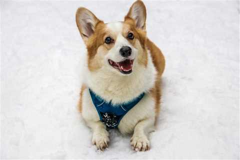 10 Reasons You Need a Corgi in Your Life Right Now