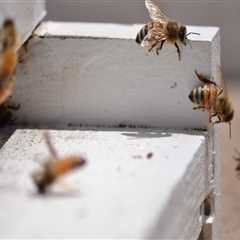 Beekeeping in Sacramento: What Type of Bees are Best Suited for the Region?