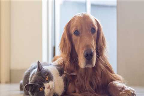 Finding the Best Referral Programs for Pet Sitting Services in Nashville, TN