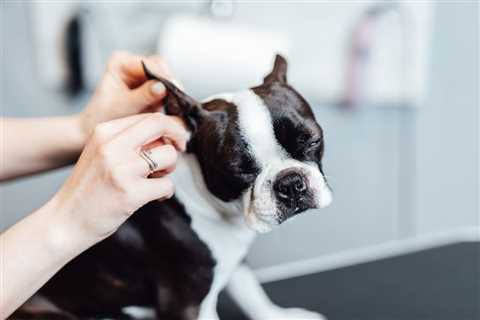 Dog Ear Infection: Causes and How to Help