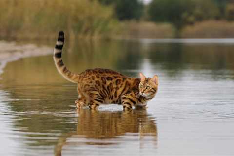 Are There Cat Breeds That Actually Like Water? 12 Swimming Cats