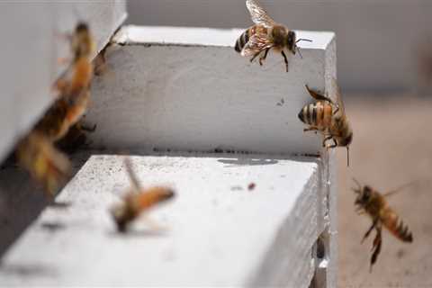 Beekeeping in Sacramento: What Type of Bees are Best Suited for the Region?