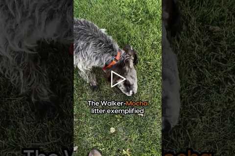 Announcing another Flatbrooks Walker litter #WPG #wirehairedpointinggriffon #griffon #puppies