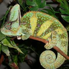 Herp Photo of the Day: Chameleon